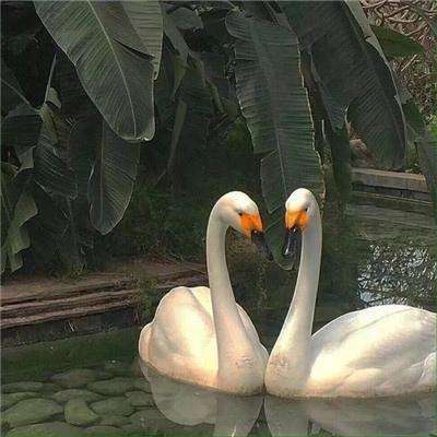 澳门王中王100%的资料下载手机版截图